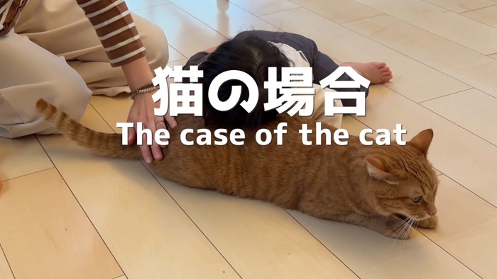 猫の場合