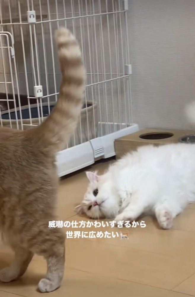 立ち去るマンチカンと悔しそうにマンチカンを見るミヌエット