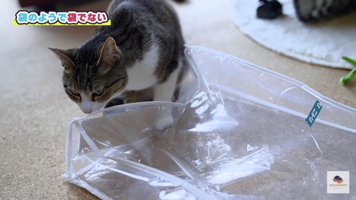 袋に興味のある猫1匹