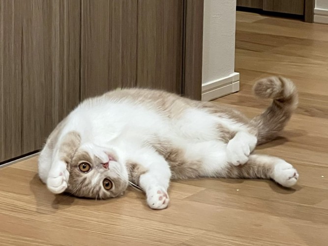 床でへそ天で寝転がる猫