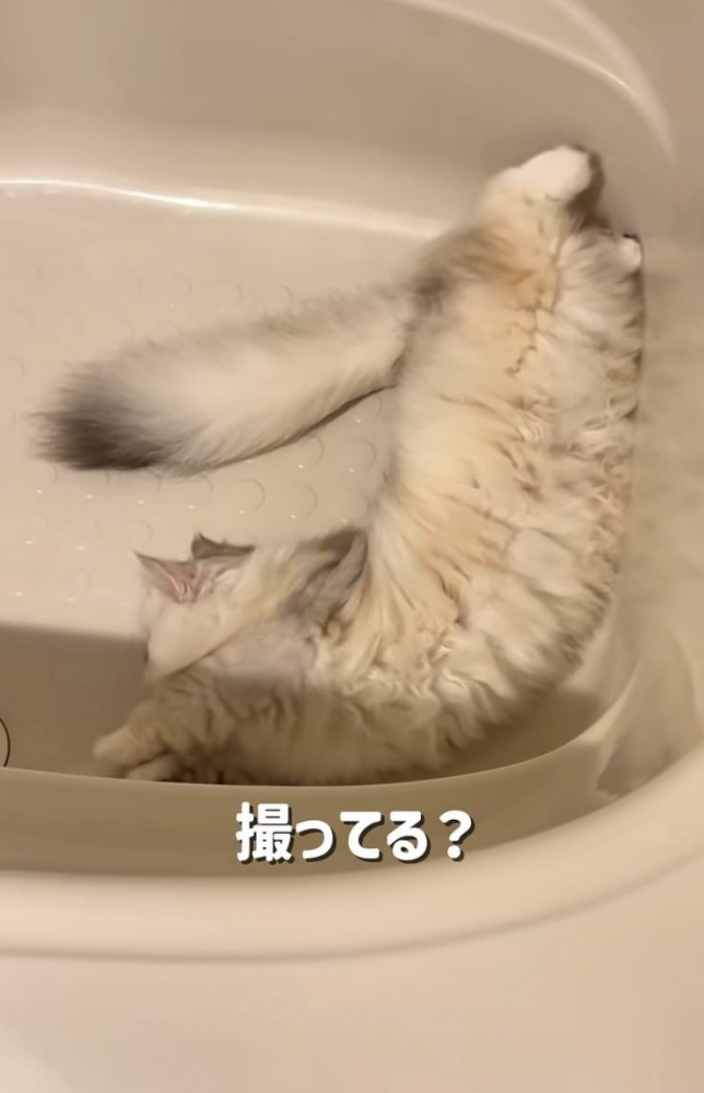 バスタブの中で寝転がる姉ミヌエット