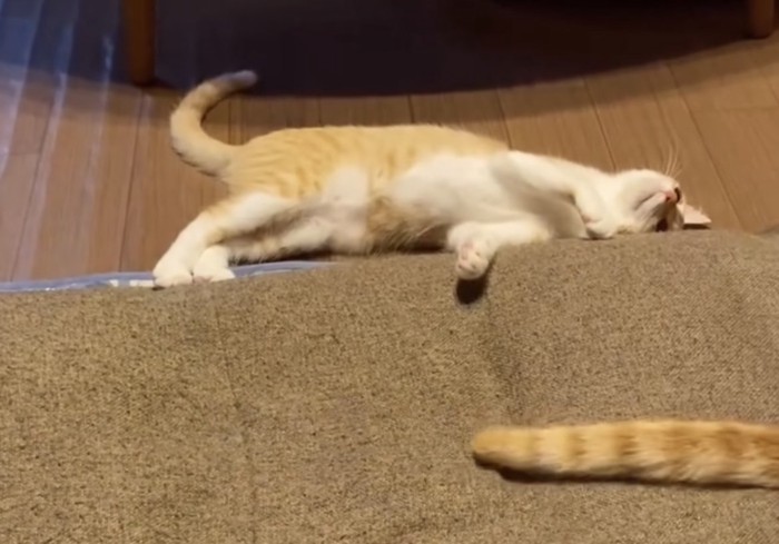 猫のしっぽの写真
