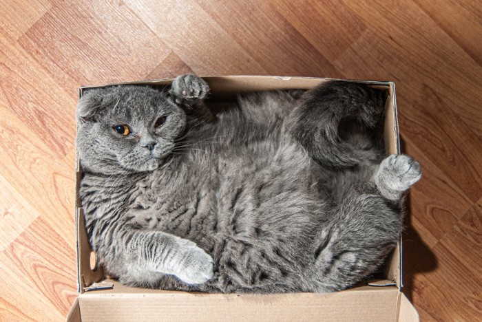 箱に詰まる猫