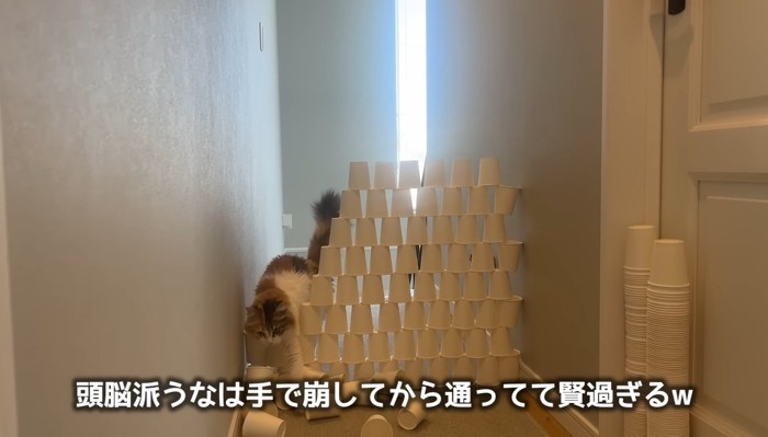 頭脳派うなぎちゃん
