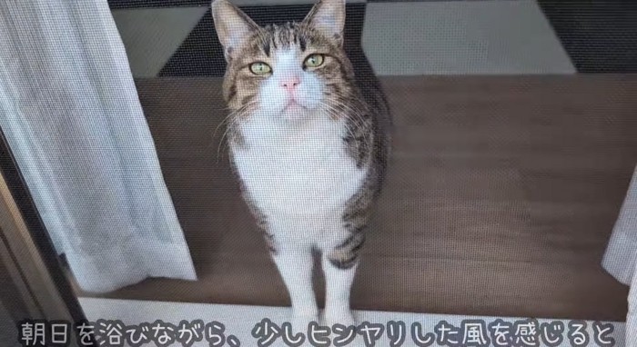 外を眺める猫