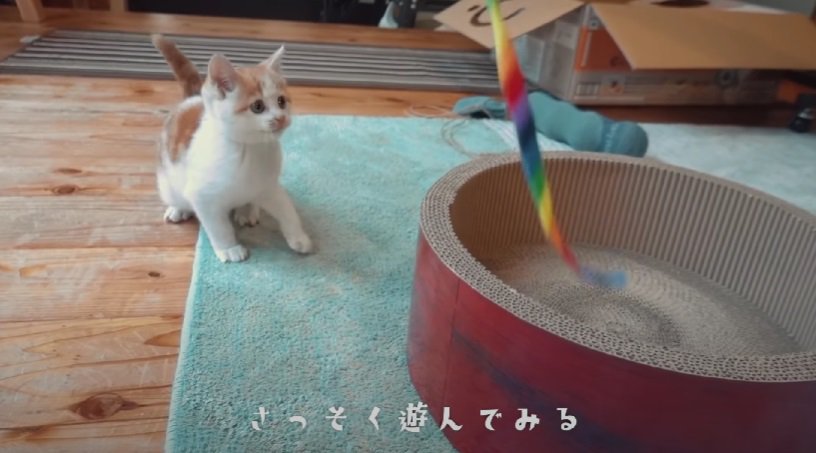 新しいおもちゃで遊ぶ子猫