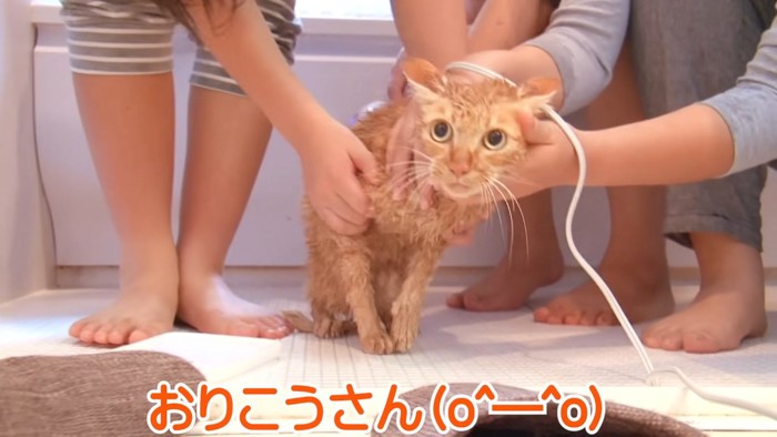 座る猫