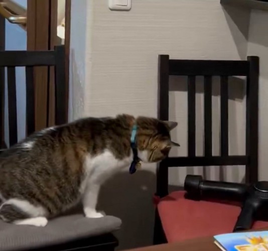 ドライヤーと戦う猫