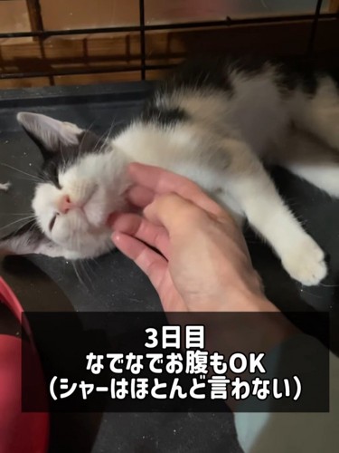 横になる子猫
