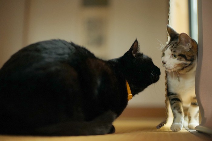 鼻でキスする猫たち