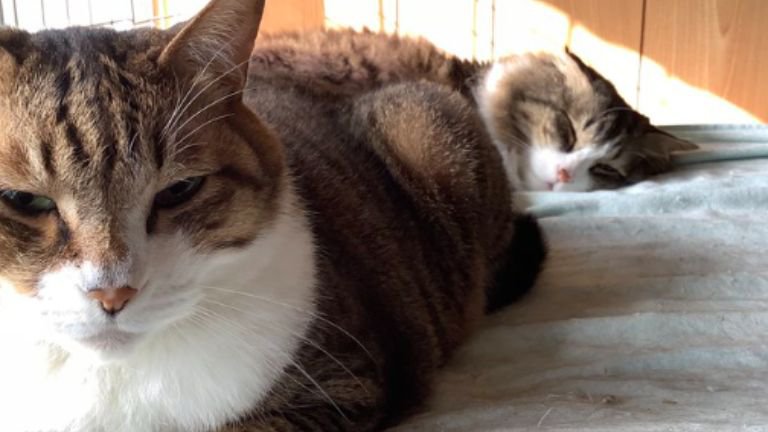 室内にいる猫