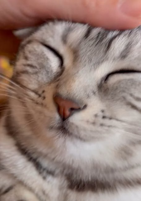 目を瞑る猫(画面上部全体に頭を撫でる人の手)