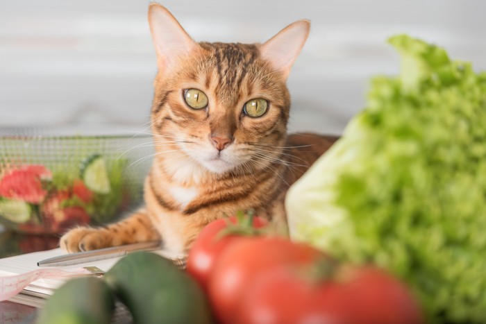 野菜とサラダボウルのそばで伏せている猫