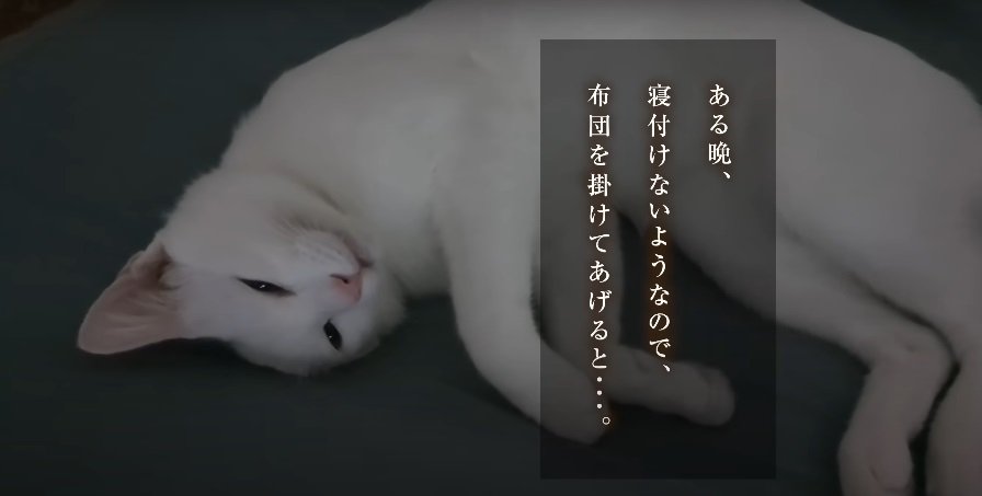 寝ようとする猫%%