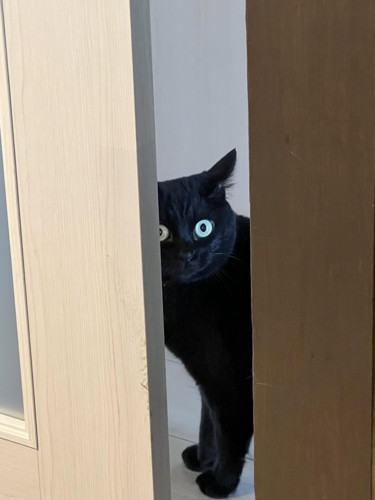 隙間から見ている猫