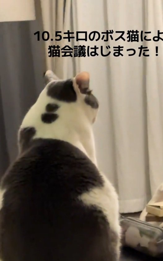 猫の背中