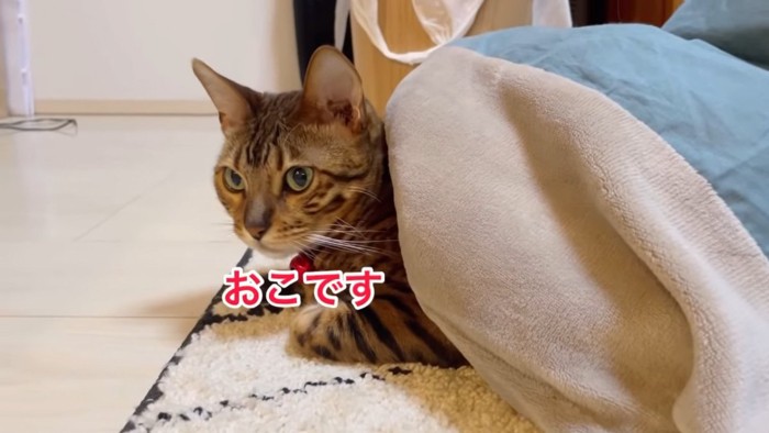 コタツに入って遠くを見る猫