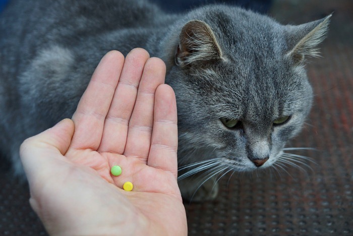 猫とサプリメント