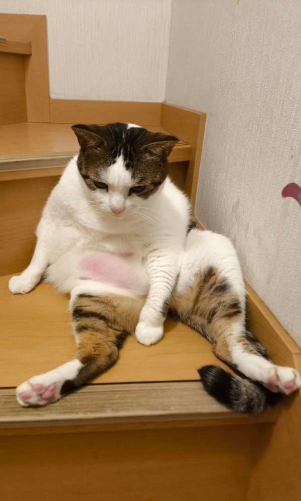 黄昏る猫