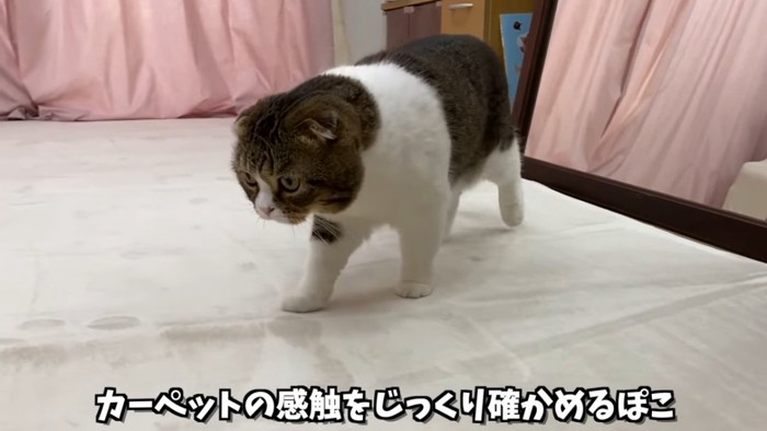 歩く猫