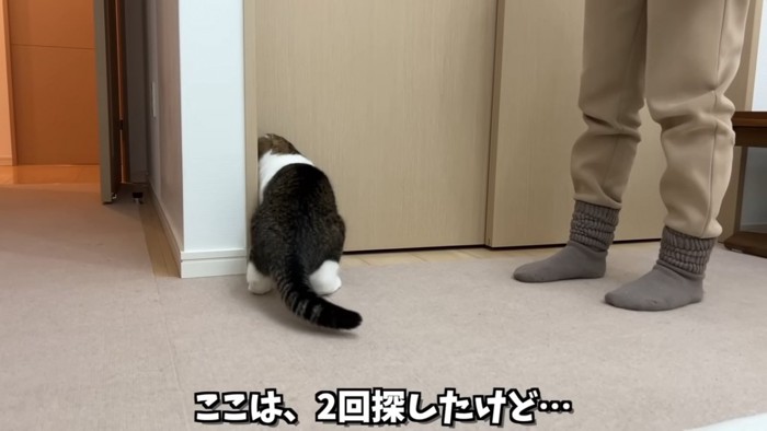 猫の後ろ姿