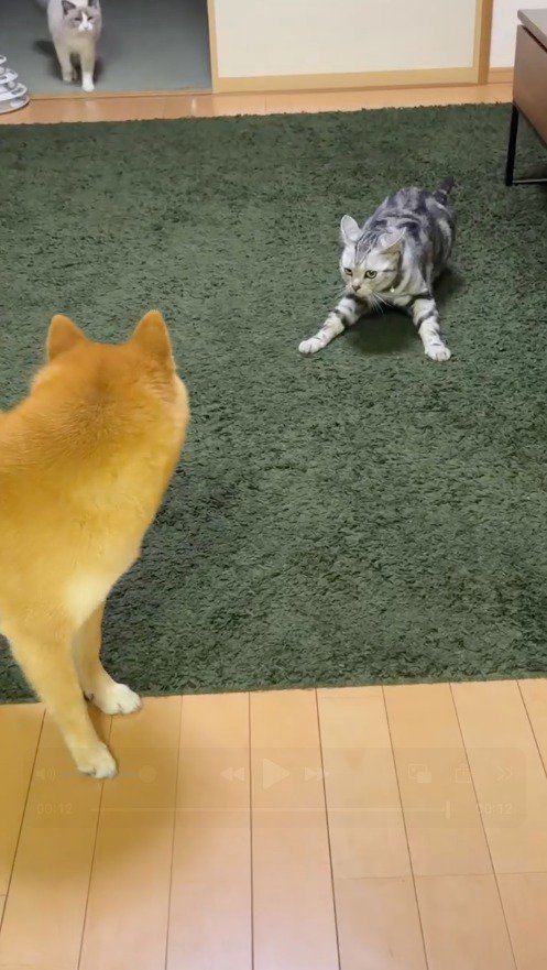 警戒態勢になった猫に視線を送る犬とラグドール
