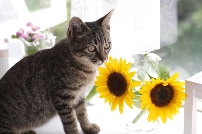 窓辺の猫と花瓶のひまわり