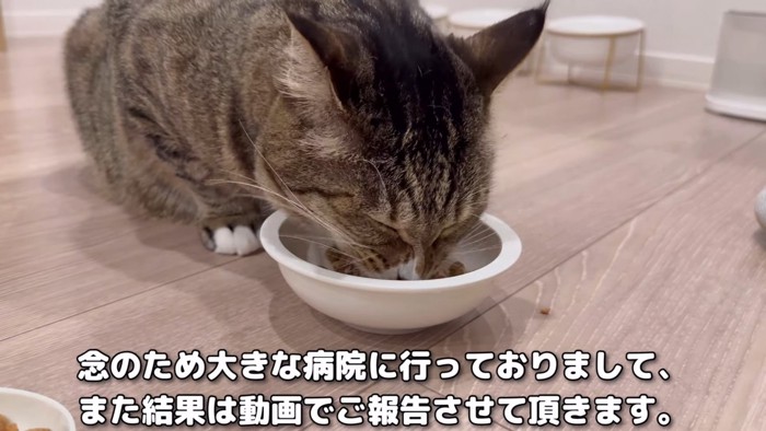 夢中でごはんを食べるほたて