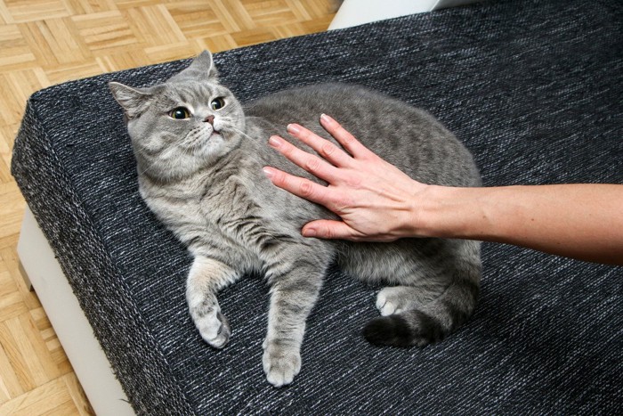 触られるのが嫌な猫