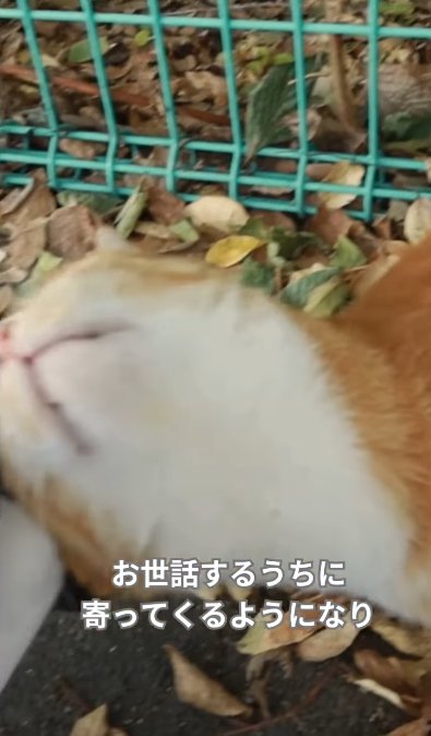 手に頭を擦り付けて顎が見えている猫