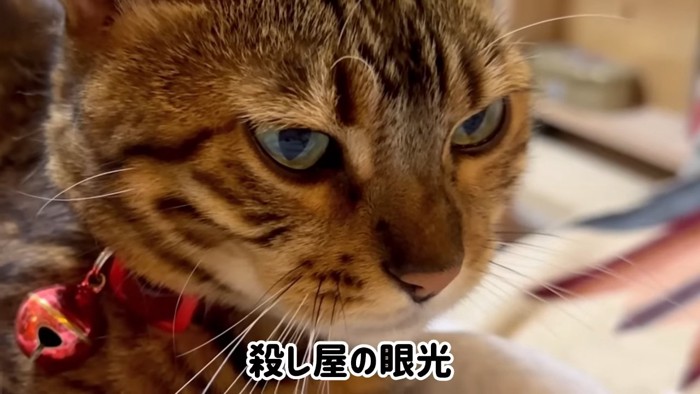 不機嫌な表情の猫