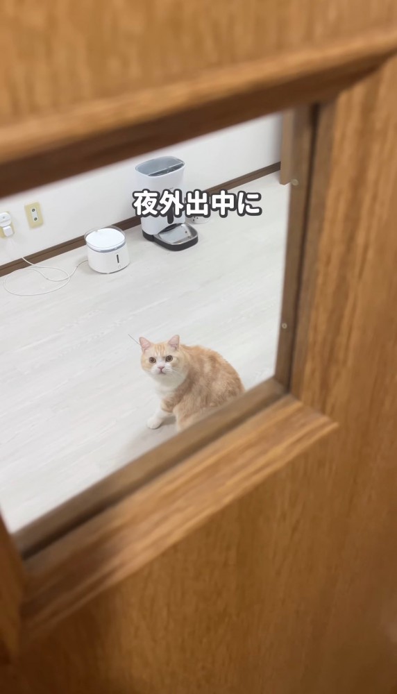 ドアの窓から見える猫