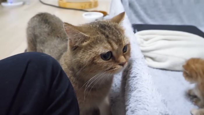 満足そうなチャロちゃん