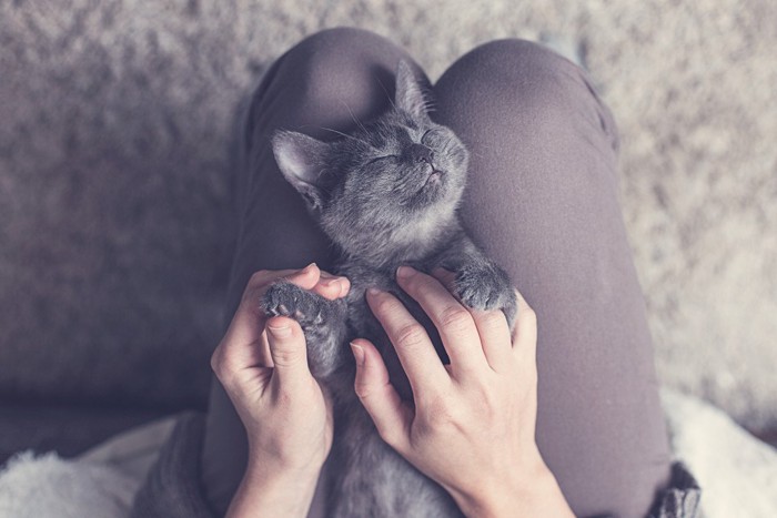 気持ちよさそうな猫