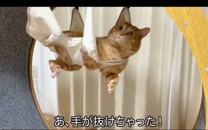 抜ける猫