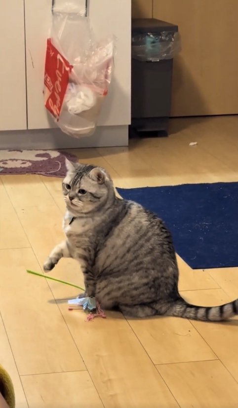 猫じゃらしを踏みながら右前足を上げている猫