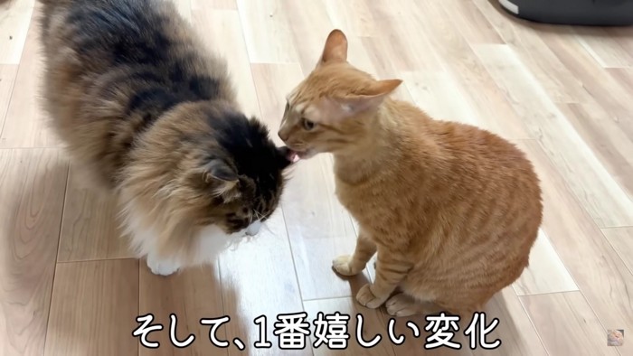 匂いを嗅ぐ2匹の猫