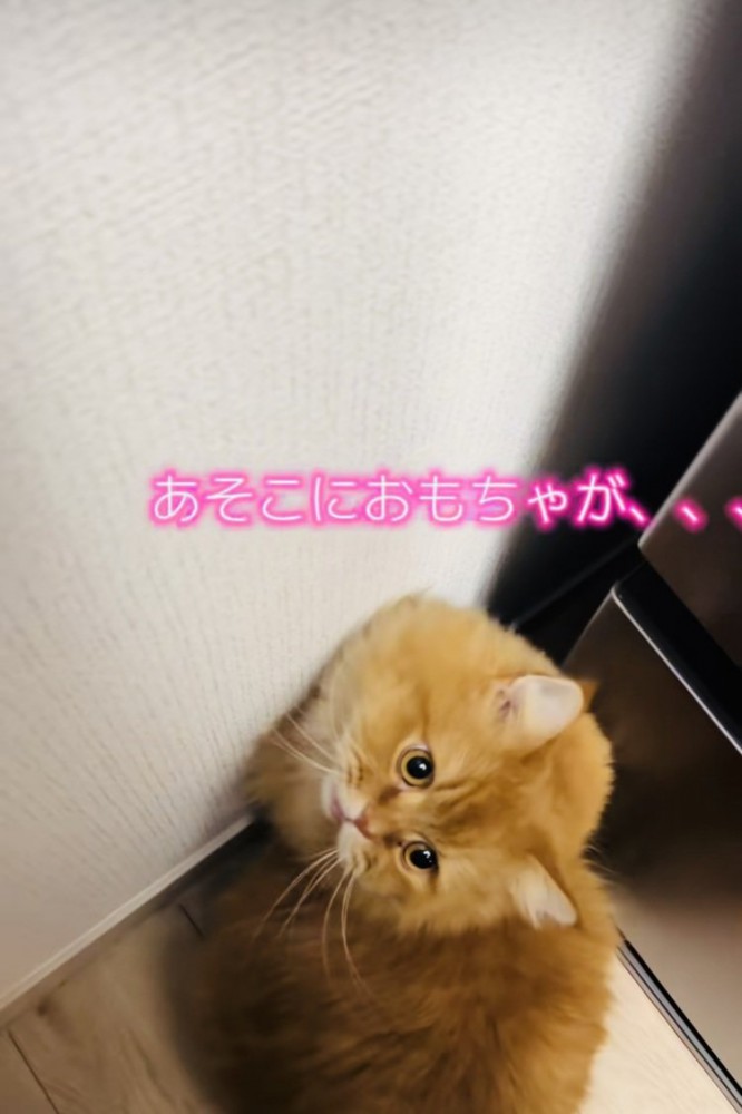 ママに向かって鳴くサイベリアン