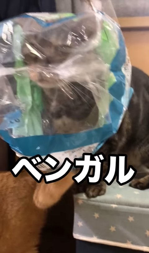 ビニール袋をかぶる猫