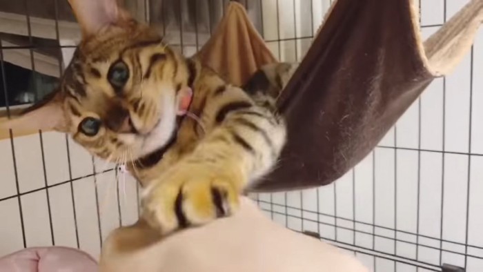 飼い主さんの手にパンチする猫