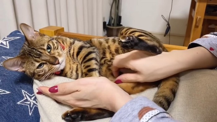 お腹をなでられる猫