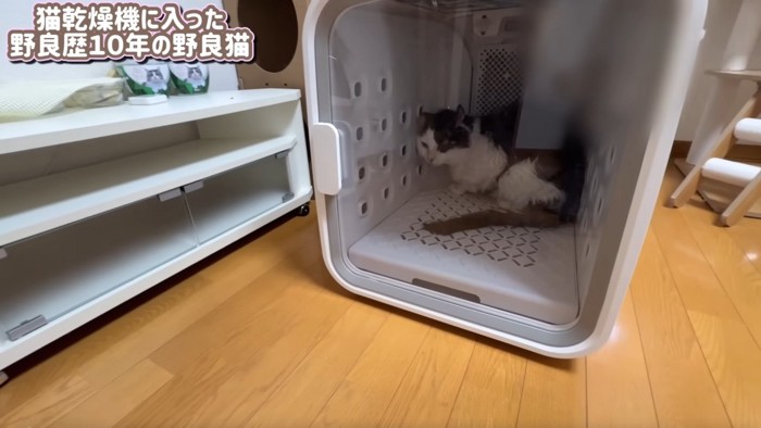 ドライルームにいる猫