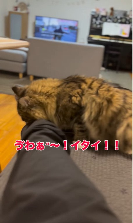 飼い主の足を強めに噛む猫