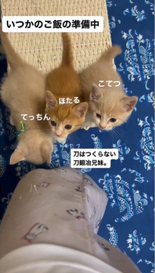 人の足元で鳴いている3匹の子猫