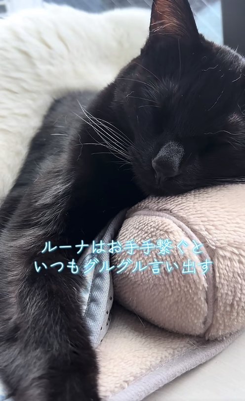 目を瞑っている黒猫の上半身アップ