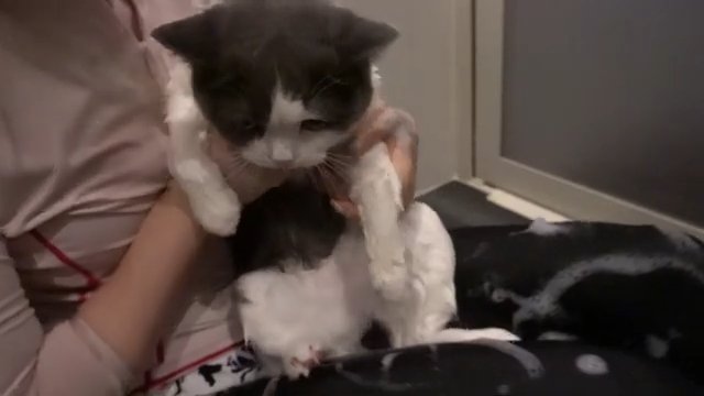 膝の上で洗われる猫