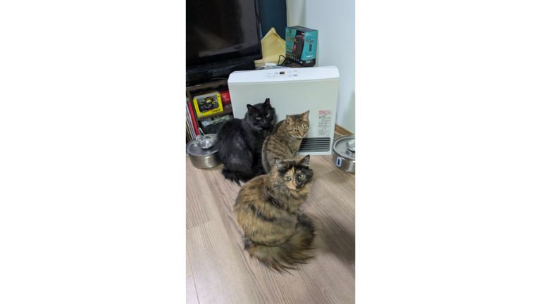 ヒーターの前にいる猫