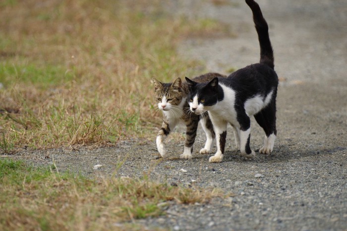 安心して近づく黒猫