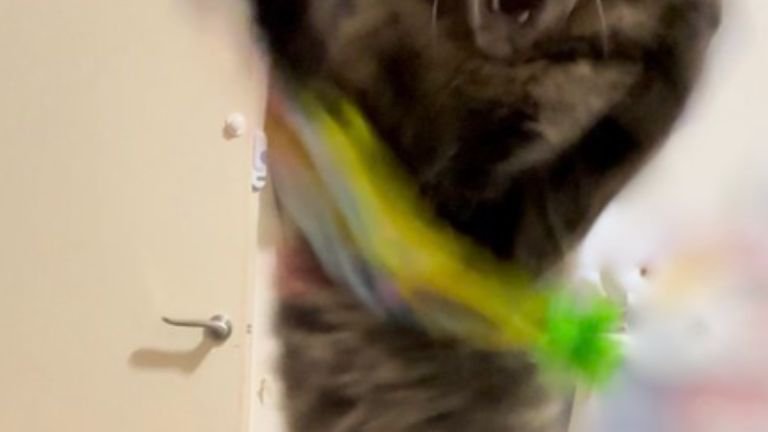遊んでいる猫