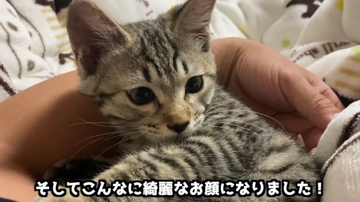 人間に抱っこされる猫